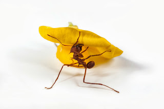 Leaf Cutter Ants HD Wallpapers, leaf cutter ants images,