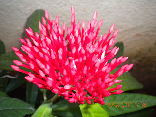 Bud of the red ixora flower