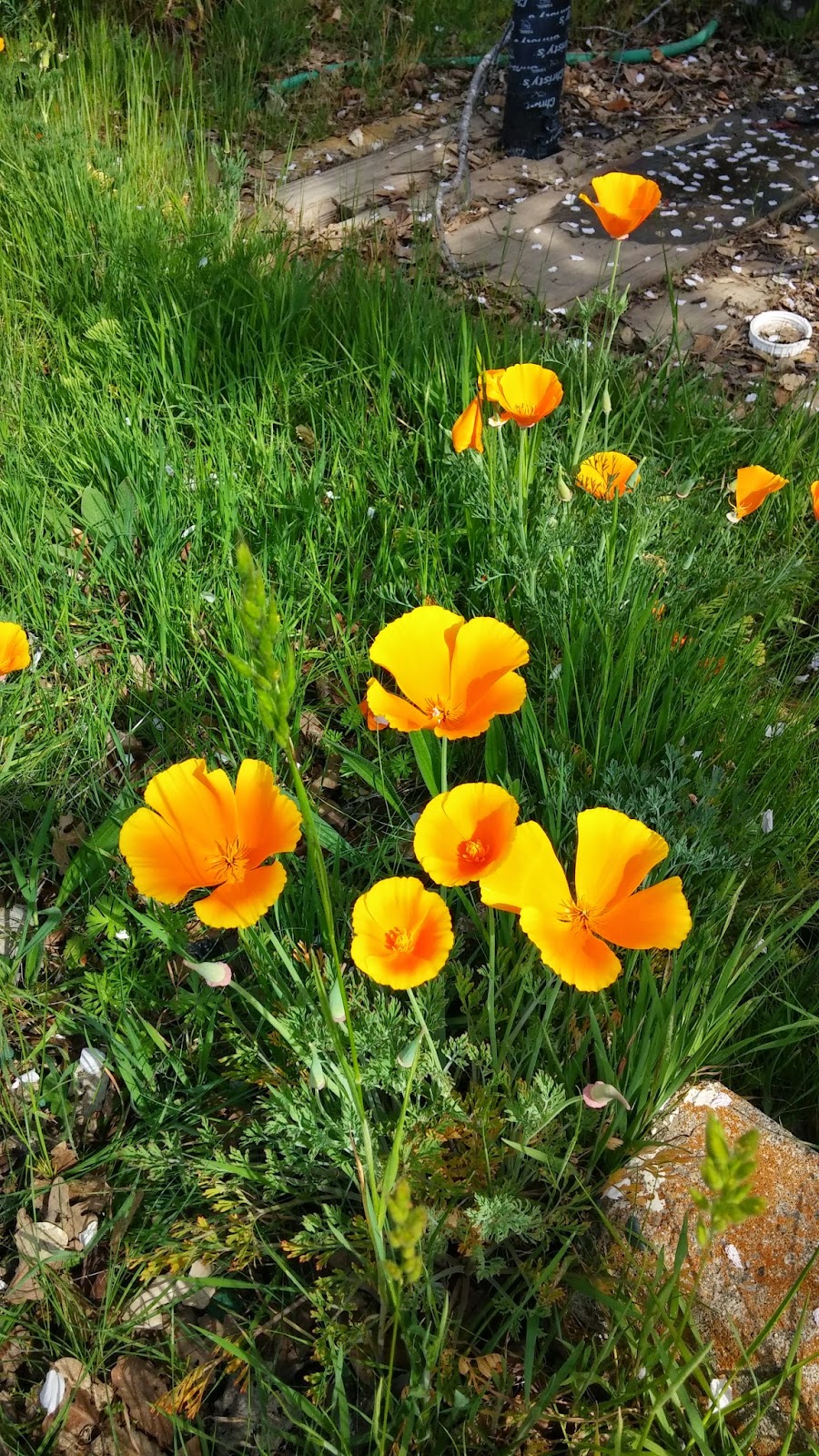 Travels & Wanderings Wakamatsu Tea & Silk Farm Colony Gold Hill