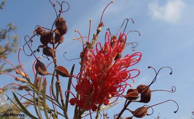 Frutos de Grevillea de flor roja Grevillea banksii