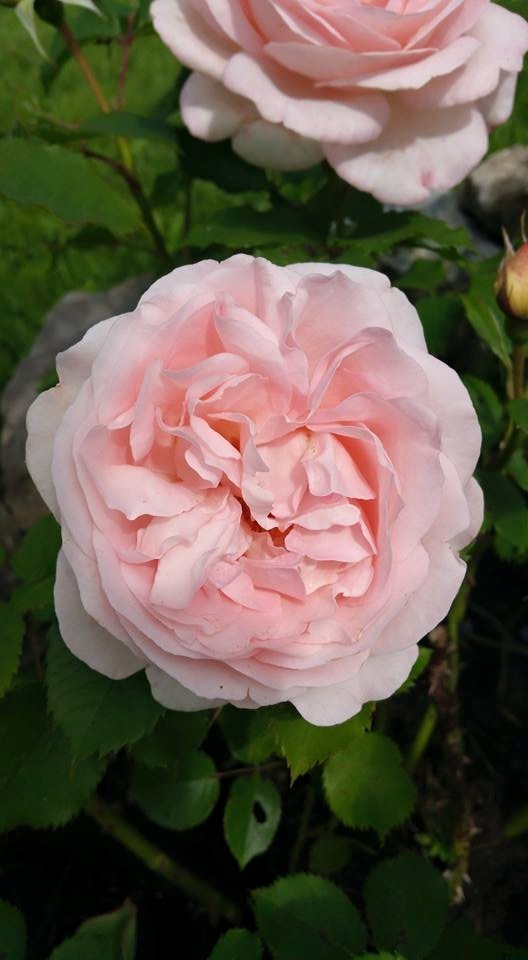Rosebusk i fullt flor..