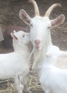 baby goat and Dainty Girl 2019 goat kidding schedule, kidding schedule, goat farm, baby goats,