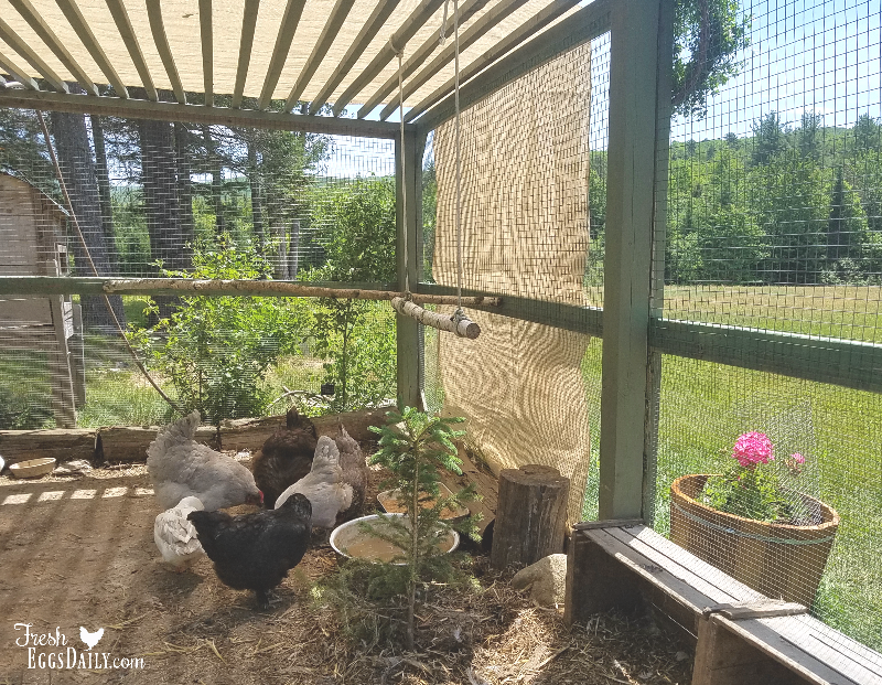 5 Easy Ways to Summerize your Chicken Run Fresh Eggs Daily® with Lisa