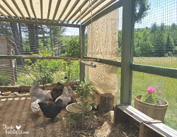 chicken run shade summerize ways chickens coop portable fresheggsdaily backyard runs provide cloth