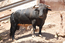 TORO DE CEBADA GAGO Nº 127 G 4