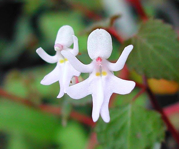Dancing Girls (Impatiens Bequaertii) - 17 Flowers That Look Like Something Else