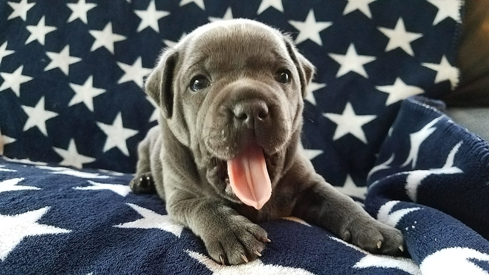 Four Week Old Blue English Staffies For Sale