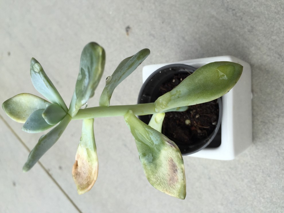 7 Reasons Your Succulents are Dying Succulent Plants UK