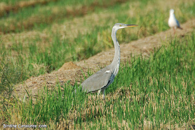 Garza real (Ardea cinerea)