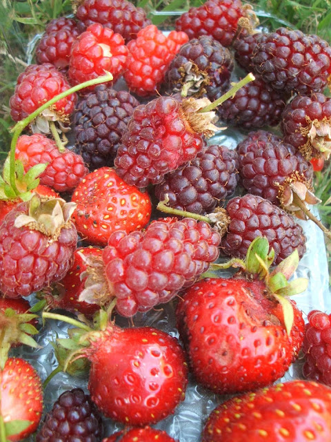 allotment harvest of tayberries and strawberries