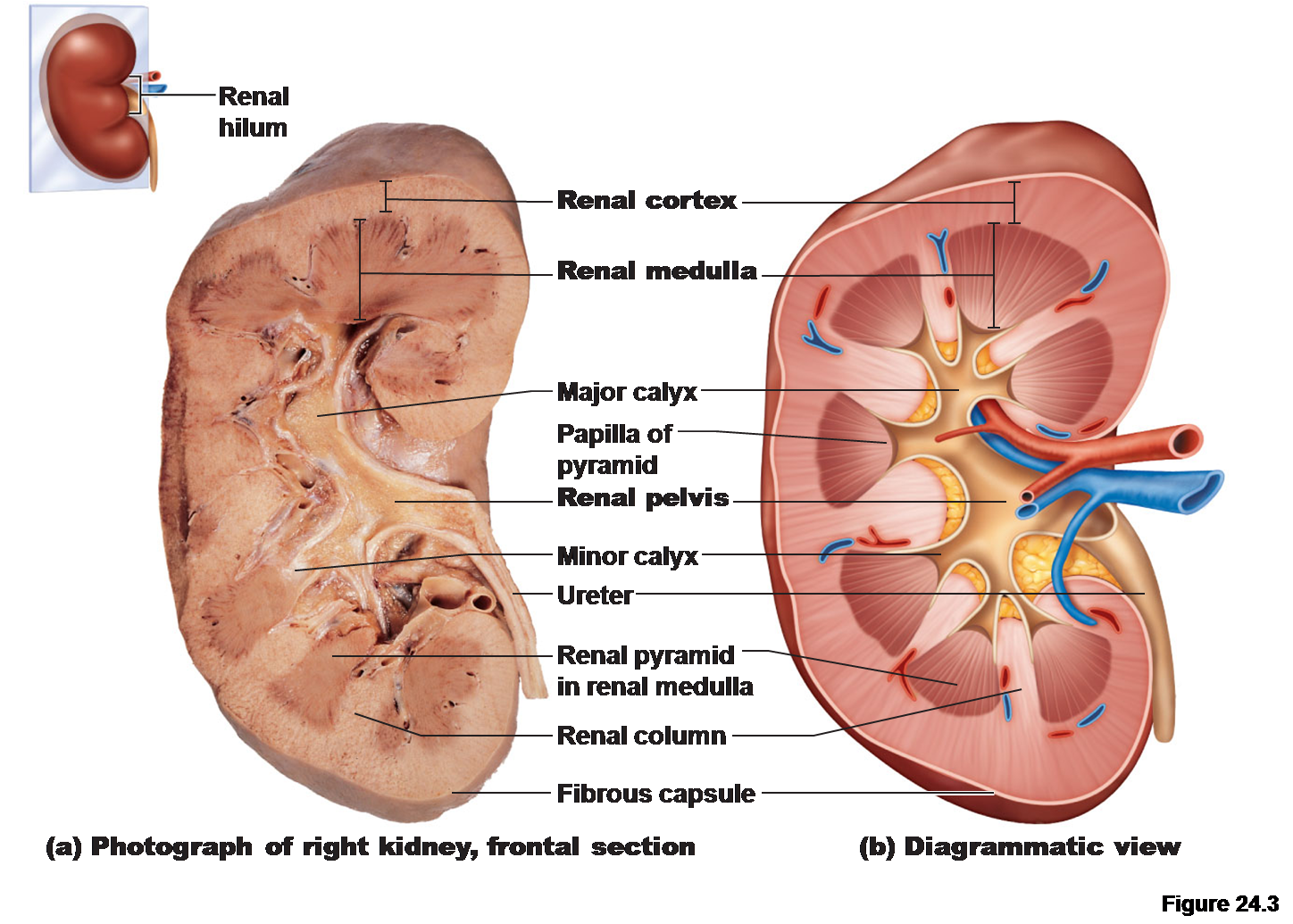 Internal open. Почка в разрезе. Почки анатомия человека. Строение почки. Kidney Anatomy.