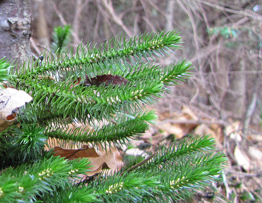 Wroniec widlasty, widłak wroniec (Huperzia selago). Wroniec widlasty, widłak wroniec (Huperzia selago).