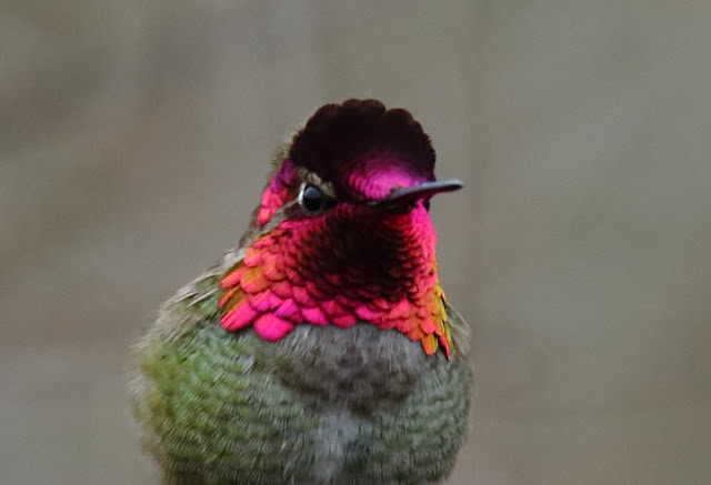 Anna's Hummingbird Anna's Hummingbird