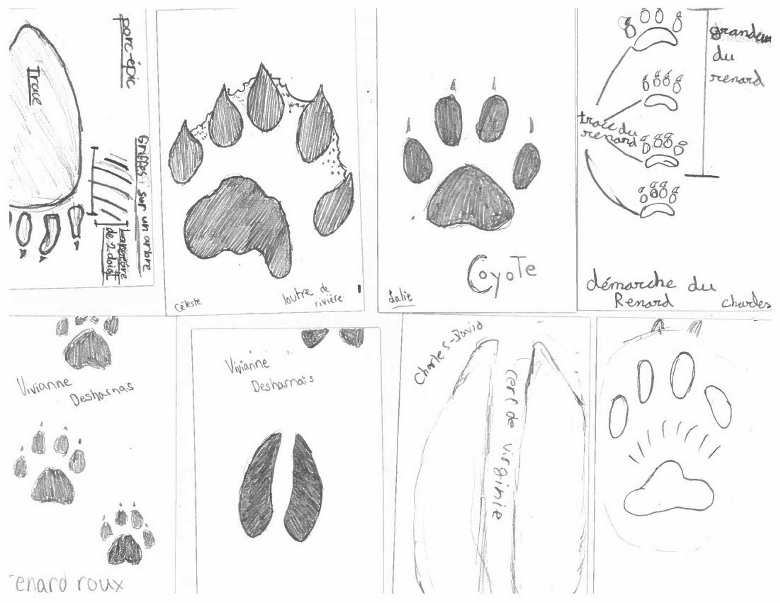 Branchés sur la faune Connected to wildlife StÉdouard, Lac Brome