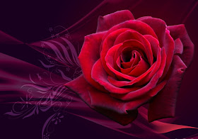 Red Rose
