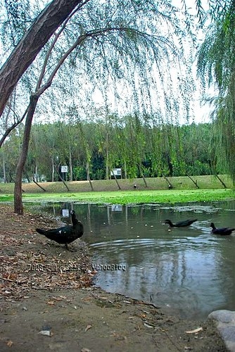 巴克禮紀念公園|臺南文化中心對面