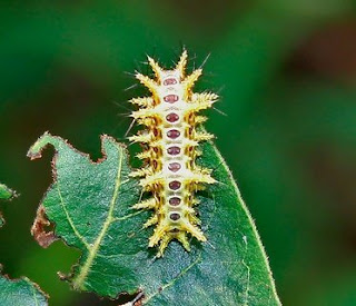 Ulat Limacodidae yang Beracun (Ulat Api)