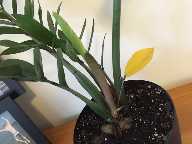 zz plant yellow leaf