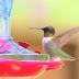 Facts About Hummingbird You Probably Didn't know