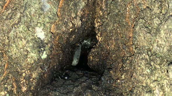 Diseased and decaying tree with carpenter ant colony infestation