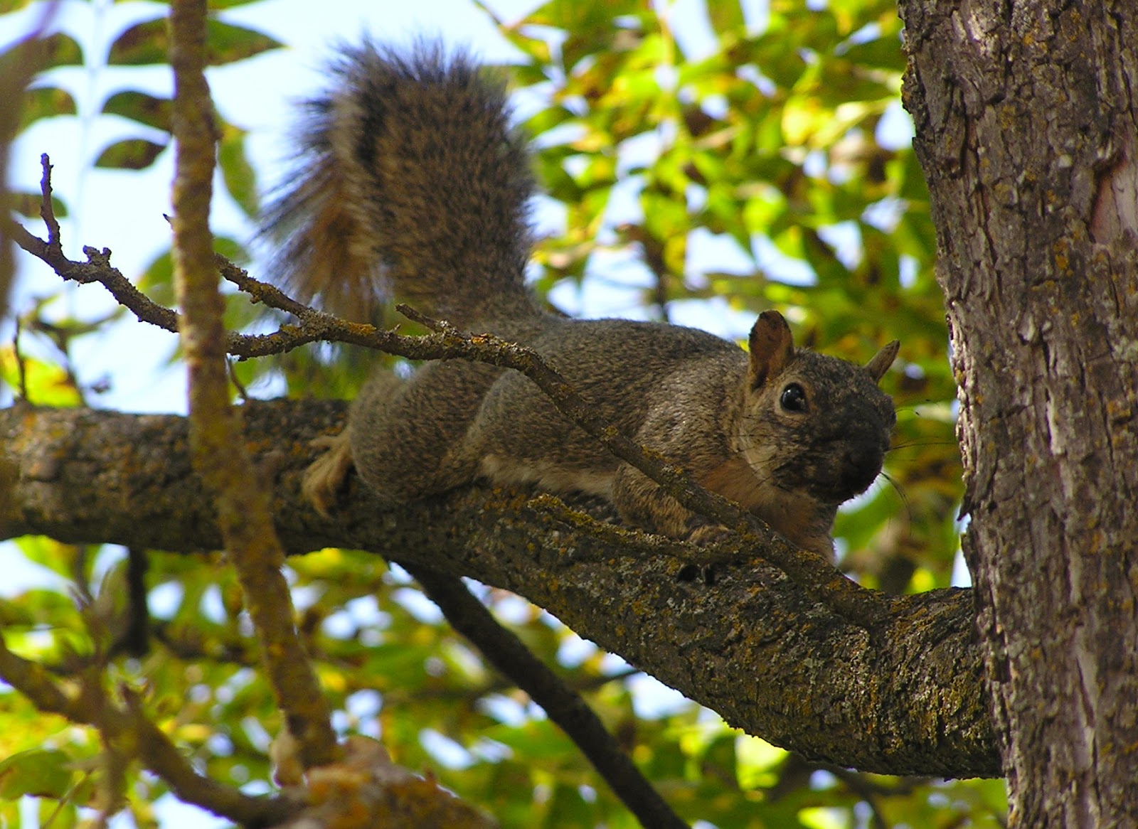 Perspective Pecaneating squirrel