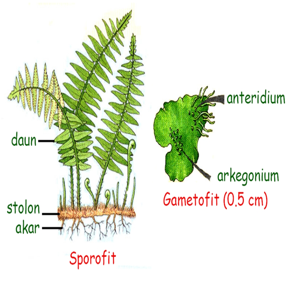 Ножка спорофита. Строение спорофита папоротника. Plant Biology. Спорофит строение под микроскопом. Спорофит папоротника фото.