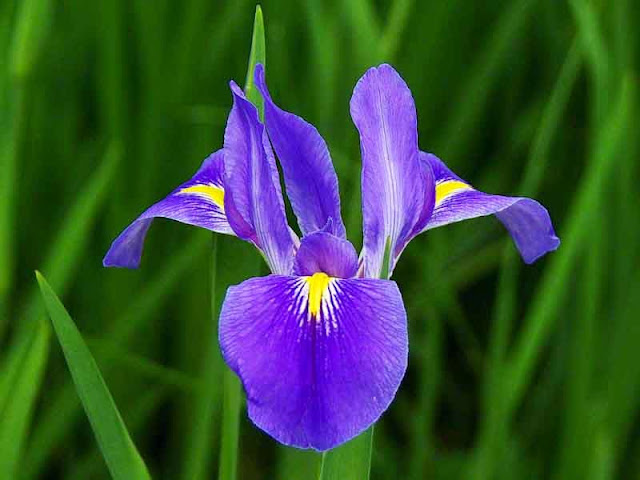 purple iris close up