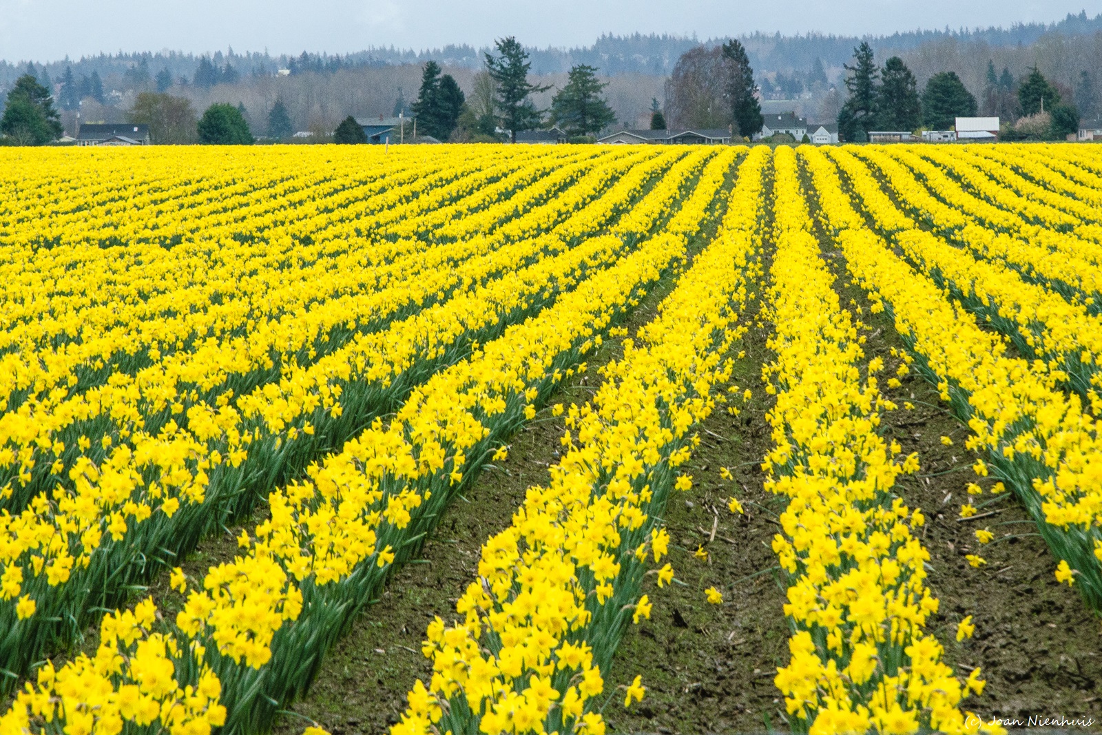 Pacific Northwest Photography Skagit Valley Daffodils