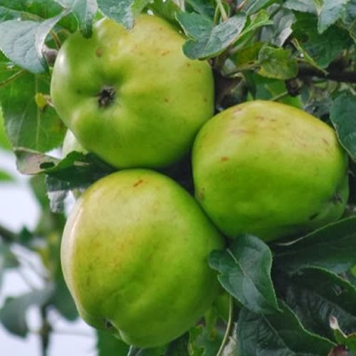 https://www.treesandplants.co.uk/products/Tom-Putt-Apple.html