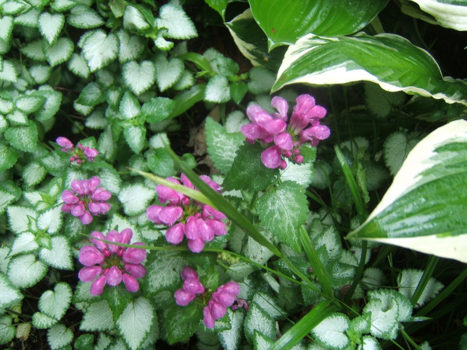 In The Garden Lamium ground cover