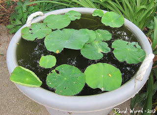 growing lotus, american, asian, leaves, aerial leaves, backyard