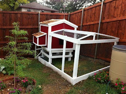 chicken coop condo run guy coops barrel rain guys stand water dallas yard backyardchickens paint chickens barnyard trim them chicks