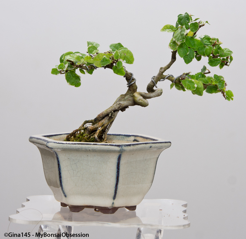 My Bonsai Obsession I Like Small Trees