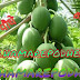 पपीते की खेती ( Farming of papaya )