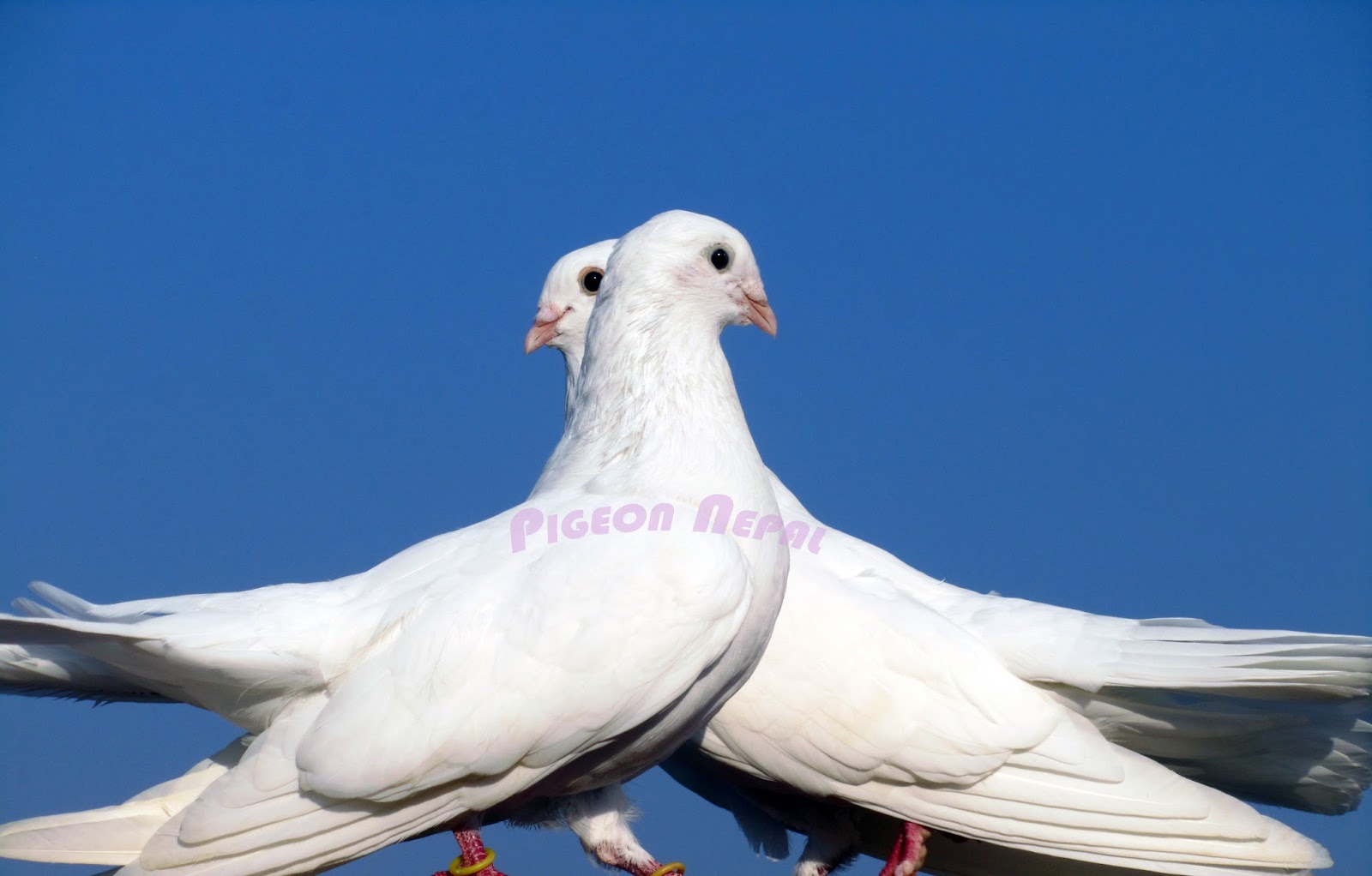 PIGEONS OF Nepal
