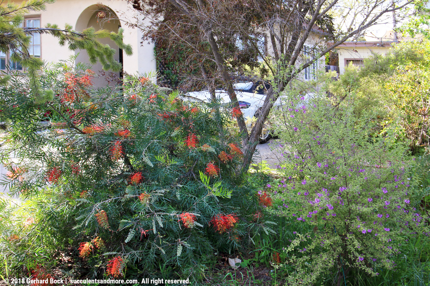 When a neighbor gives you free reign of her front yard