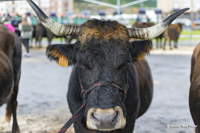 Vaca Terreña - Feria de Santa Lucía, Orozko, PN Gorbeia por El Guisante Verde Project