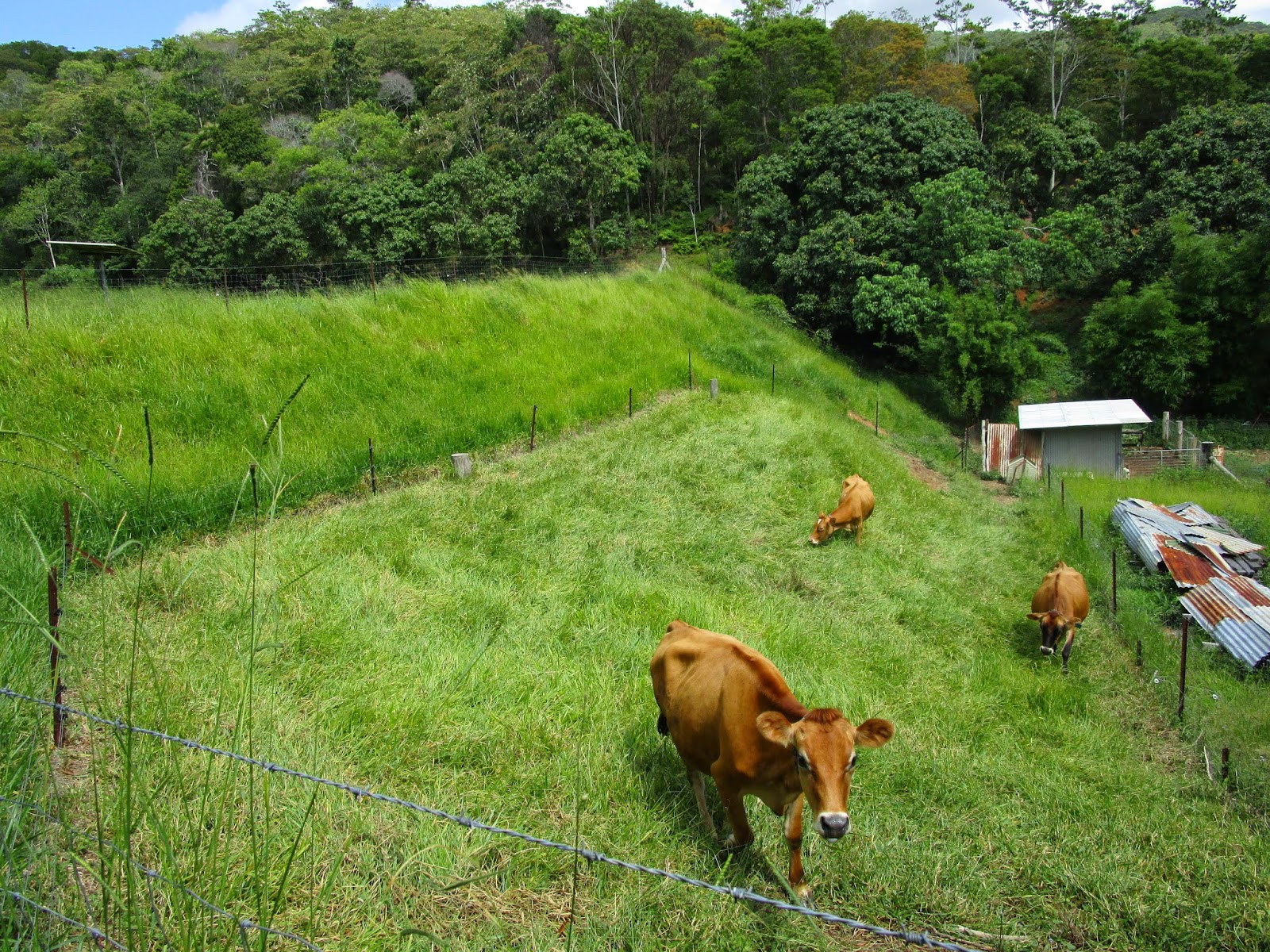 Cows in the paddock at the Permaculture Research Institute Sunshine Coast