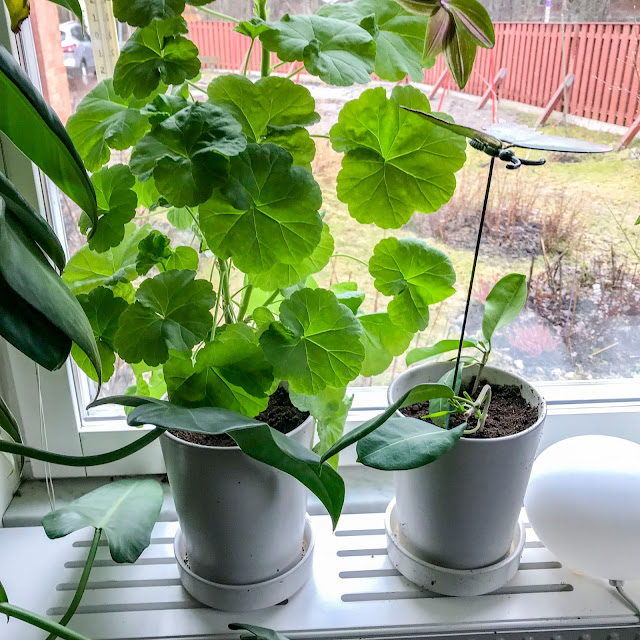 mårbacka, pelargon, doftranka mårbacka, pelargon, doftranka