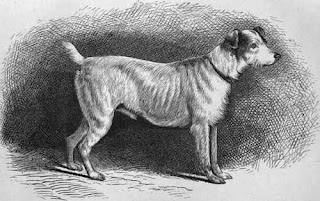 Resultado de imagem para small but vicious dog