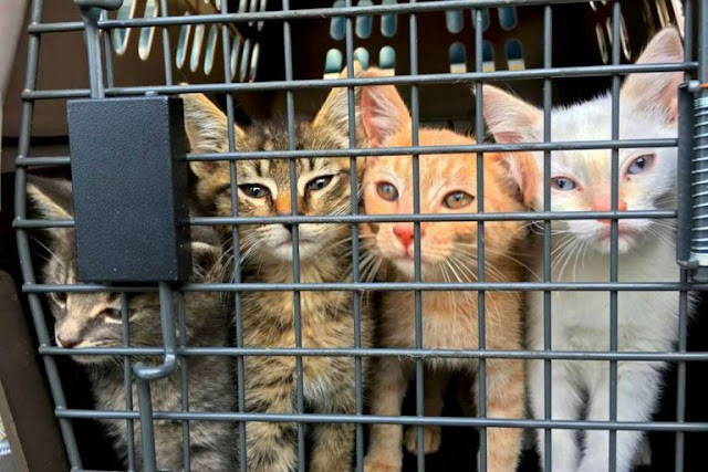 homem avião salvar cães gatos eutanásia