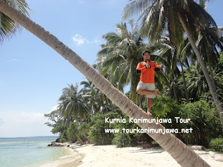 pohon kelapan pantai tanjung gelam karimunjawa