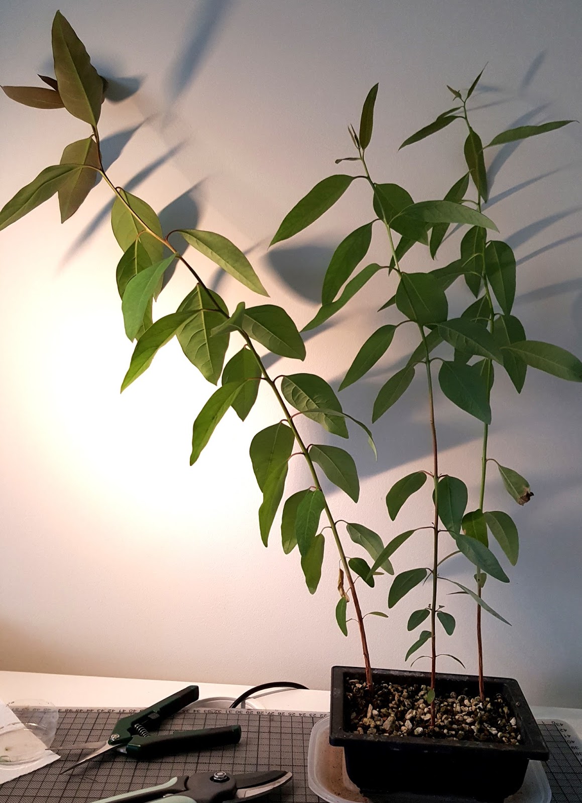 Fly Bonsai Eucalyptus repotting and trunk fusion