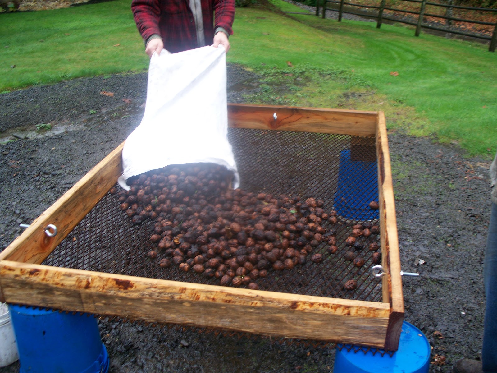 Jabez Farm Cleaning & Curing Walnuts