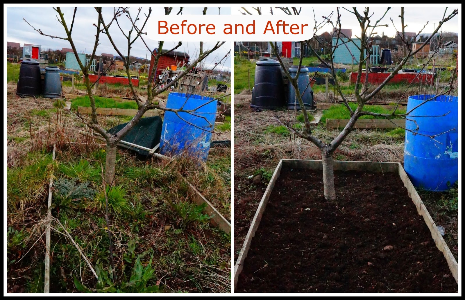 cherry tree bed, before and after- 'growourown.blogspot.com' ~ allotment blog