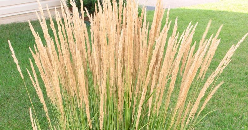 Reed Plants Benefits for Health | Health Food Nutrition