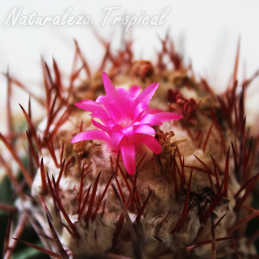 Flor abierta en el centro del cefalio del cactus conocido como Melón de Monte, Melocactus curvispinus
