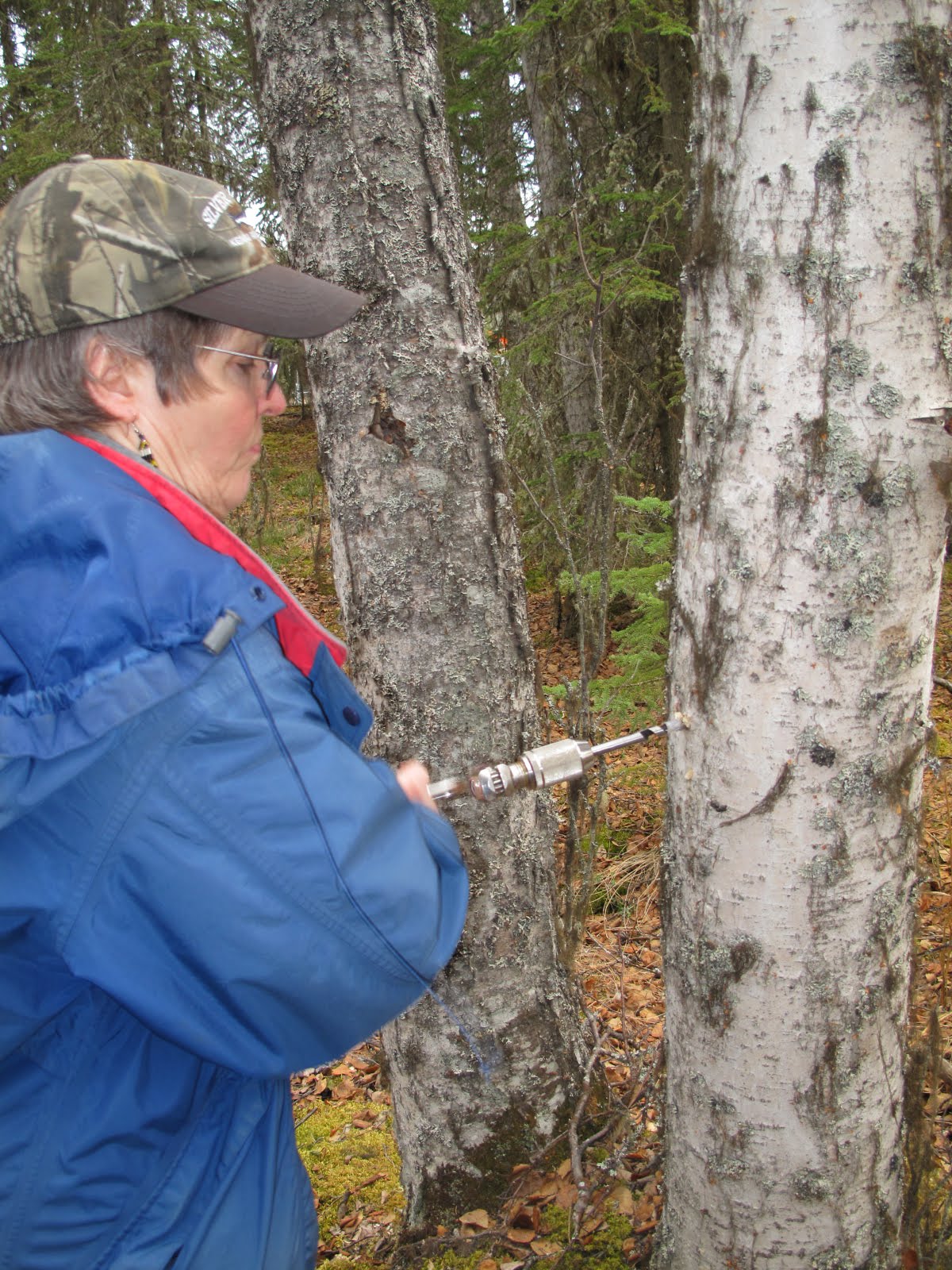 BASECAMP NIKISKItapping Kenai birch trees