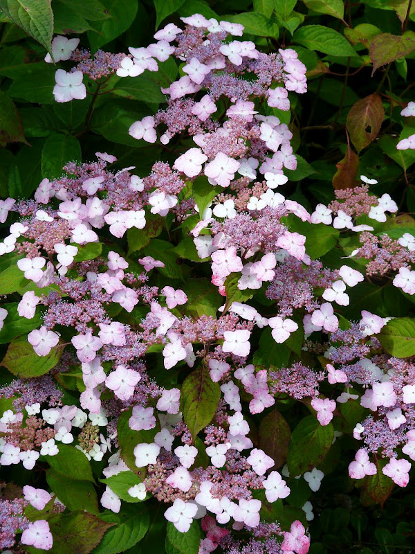 Les Pins Noirs Hydrangea Serrata Beni Yama Et H Involucrata