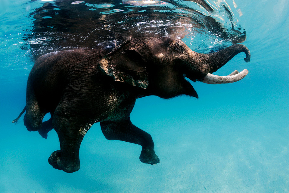 Incredible Elephants do swim